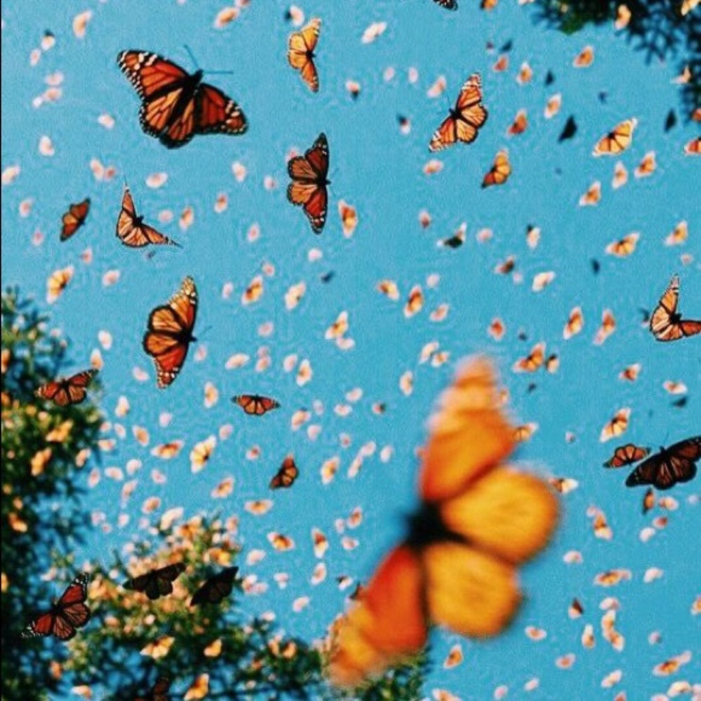 Meet your Posher, Carmen